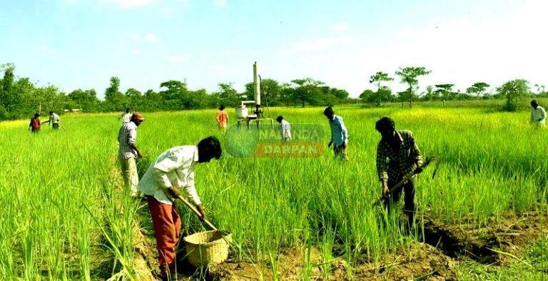 अब लेमन ग्रास की खेती नालंदा में बदलेगी किसानों की किस्मत