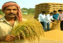 नालंदा के सभी प्रखंडों में 15 नवंबर से धान खरीद शुरु, MSP बढ़ोतरी से किसान गदगद 3 Paddy procurement begins in all blocks from November 15 farmers elated by hike in MSP