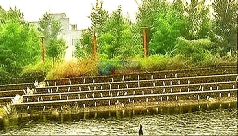 नालंदा विश्वविद्यालय कमल सागर के तट पर ‘बगुलों का सम्मेलन’ देख लोग दंग