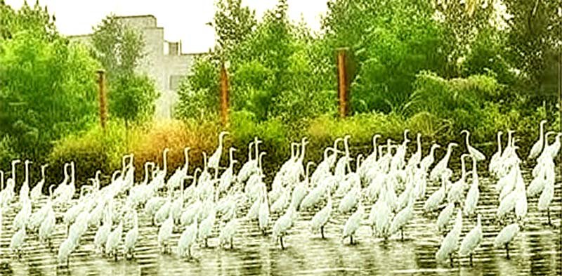 People were stunned to see the Heron Conference on the banks of Kamal Sagar Nalanda University 2