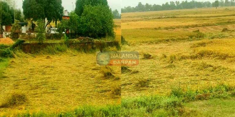 Rains add to farmers' hardships, leaving rice growers disappointed