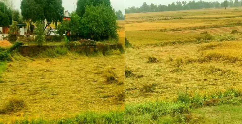 Rains add to farmers' hardships, leaving rice growers disappointed