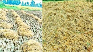 Wrath of Montha Dark shadow on the fields of Nalanda farmers backs broken crops destroyed