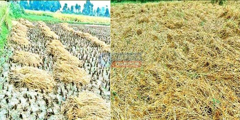 मोंथा का प्रकोप: नालंदा के खेतों पर काली छाया, किसानों की कमर टूटी, फसलें बर्बाद!