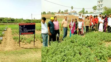 बोले मगही पान अनुसंधान केंद्र प्रभारी- अश्वगंधा की खेती का लाभ उठाएं किसान 16 In charge of Betel Research Centre said Farmers should take advantage of Ashwagandha cultivation