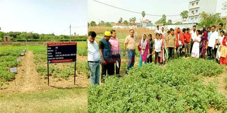 बोले मगही पान अनुसंधान केंद्र प्रभारी- अश्वगंधा की खेती का लाभ उठाएं किसान