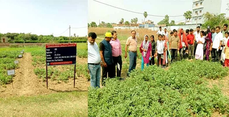 बोले मगही पान अनुसंधान केंद्र प्रभारी- अश्वगंधा की खेती का लाभ उठाएं किसान 1 In charge of Betel Research Centre said Farmers should take advantage of Ashwagandha cultivation