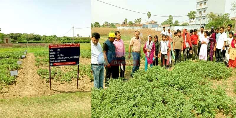बोले मगही पान अनुसंधान केंद्र प्रभारी- अश्वगंधा की खेती का लाभ उठाएं किसान बोले मगही पान अनुसंधान केंद्र प्रभारी- अश्वगंधा की खेती का लाभ उठाएं किसान