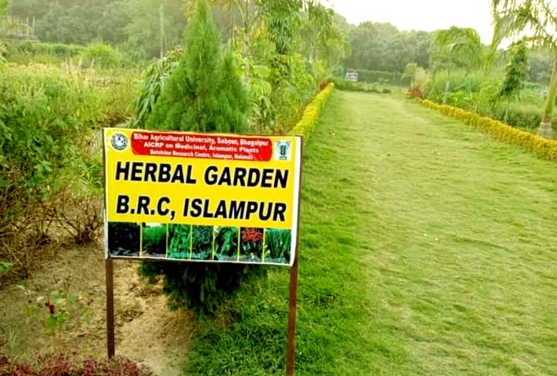 स्वास्थ्य ज्ञान और पर्यावरण संतुलन का पर्याय है इसलामपुर हर्बल गार्डन 2 Islampur Herbal Garden is synonymous with health knowledge and environmental balance 1