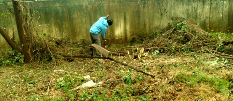 Lush green trees were cut down during the fencing of the block office premises the BDO and CO remain unaware 1
