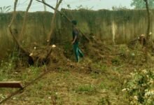 बेन प्रखंड परिसर की घेराबंदी में काट दिए गए हरे-भरे पेड़, BDO-CO अनजान 37 Lush green trees were cut down during the fencing of the block office premises the BDO and CO remain unaware 2