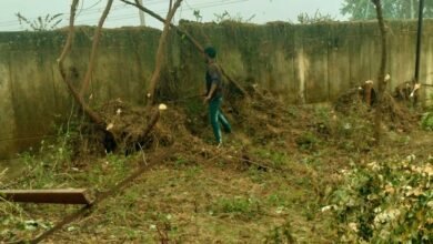 Lush green trees were cut down during the fencing of the block office premises the BDO and CO remain unaware 2