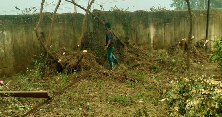 Lush green trees were cut down during the fencing of the block office premises the BDO and CO remain unaware 2