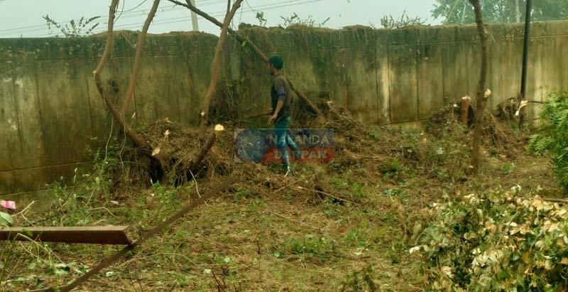 Lush green trees were cut down during the fencing of the block office premises the BDO and CO remain unaware 2