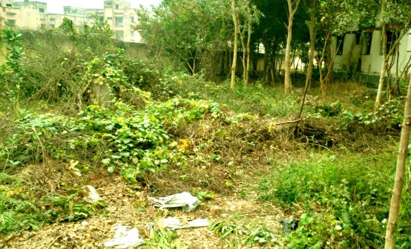 Lush green trees were cut down during the fencing of the block office premises the BDO and CO remain unaware 3