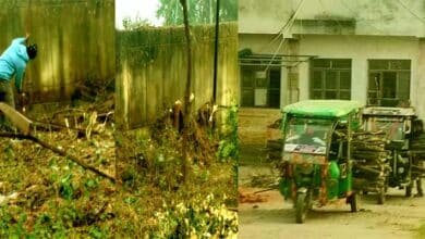 With whose permission were the green trees cut down and transported away from the block premises