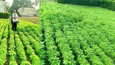 Chia seeds have become a new hope for farmers scientific trials are underway in Islampur