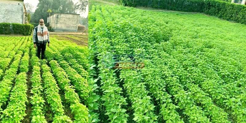 Chia seeds have become a new hope for farmers scientific trials are underway in Islampur