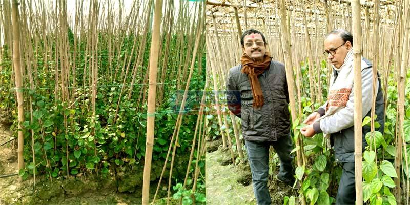 औषधीय गुणों से भरपूर मगही पान : सेहत, शोध और खेती की त्रिवेणी बना नालंदा का गौरव 4 Magahi paan rich in medicinal properties A source of pride for Nalanda representing a confluence of health benefits research and cultivation