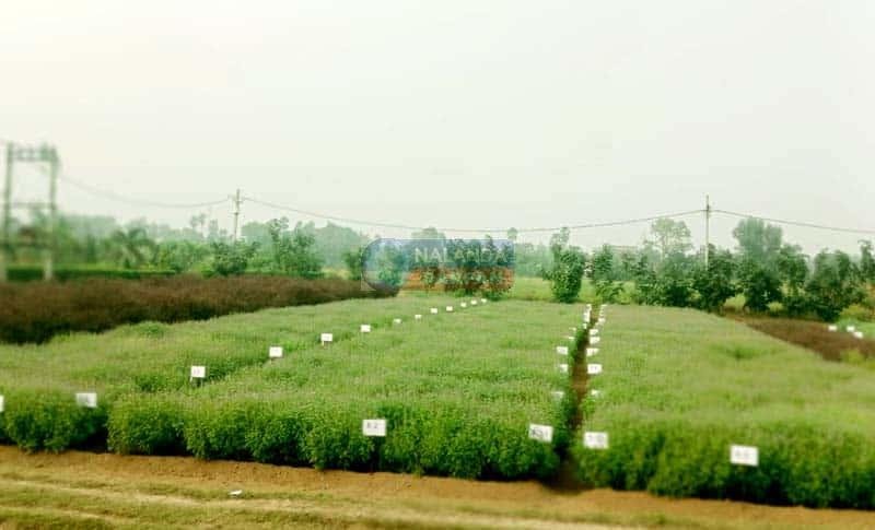 Tulsi which originated from the prayer plate has reached the fields and become a green gold crop for farmers 1