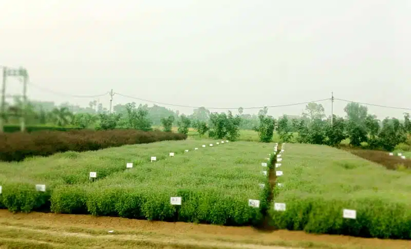 पूजा की थाली से खेतों तक पहुँची तुलसी, किसानों के लिए बनी ‘हरे सोने’ की फसल 5 Tulsi which originated from the prayer plate has reached the fields and become a green gold crop for farmers 1