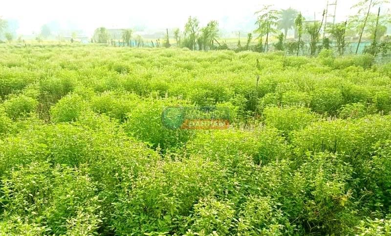 Tulsi which originated from the prayer plate has reached the fields and become a green gold crop for farmers 2
