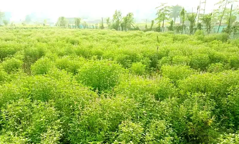 पूजा की थाली से खेतों तक पहुँची तुलसी, किसानों के लिए बनी ‘हरे सोने’ की फसल 4 Tulsi which originated from the prayer plate has reached the fields and become a green gold crop for farmers 2