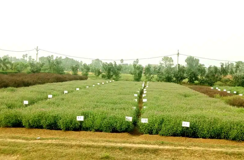 पूजा की थाली से खेतों तक पहुँची तुलसी, किसानों के लिए बनी ‘हरे सोने’ की फसल 3 Tulsi which originated from the prayer plate has reached the fields and become a green gold crop for farmers 3