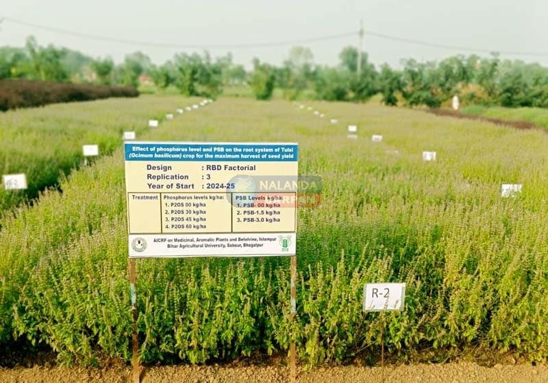 Tulsi which originated from the prayer plate has reached the fields and become a green gold crop for farmers 4