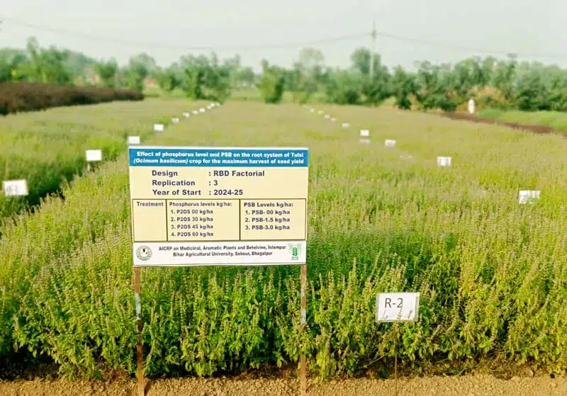 पूजा की थाली से खेतों तक पहुँची तुलसी, किसानों के लिए बनी ‘हरे सोने’ की फसल 1 Tulsi which originated from the prayer plate has reached the fields and become a green gold crop for farmers 4