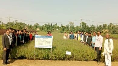 पूजा की थाली से खेतों तक पहुँची तुलसी, किसानों के लिए बनी ‘हरे सोने’ की फसल 4 Tulsi which originated from the prayer plate has reached the fields and become a green gold crop for farmers 5