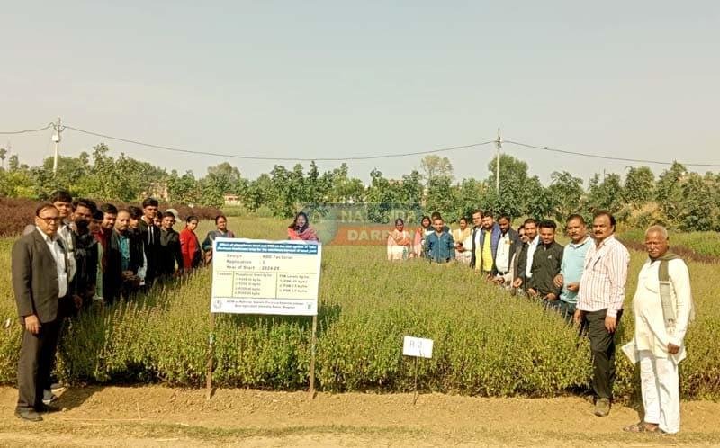 Tulsi which originated from the prayer plate has reached the fields and become a green gold crop for farmers 5