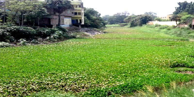 इस्लामपुर चंडी स्थित मुहाने नदी जलकुंभी से ढकी हुई