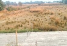 150 वर्ष पुराना पंकज पोखर उपेक्षित: 32 एकड़ से सिमटकर 20 एकड़ रह गया ऐतिहासिक तालाब 12 उपेक्षा का शिकार बना बेन प्रखंड मुख्यालय का तालाब