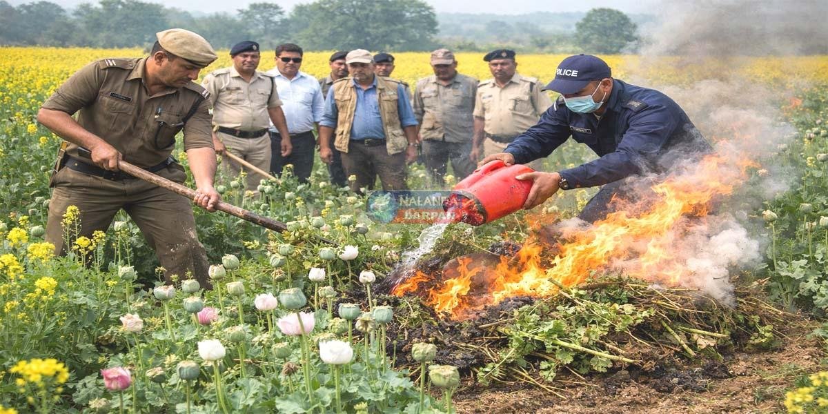 Destroying illegal opium in mustard field