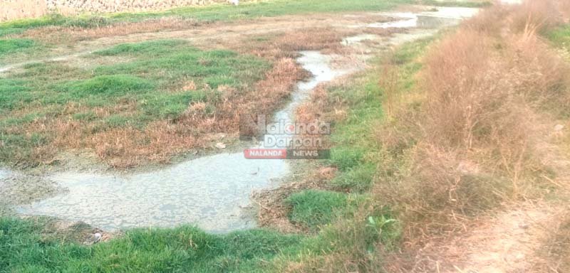 Big Exclusive Story: किसानों के लिए अभिशाप बना नल-जल योजना, जफरा में 10 एकड़ उपजाऊ जमीन हुआ बेकार 4 Nalanda agriculture loss Drainage issue Bihar