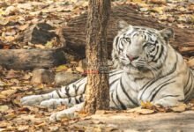 Rajgir Tiger Safari