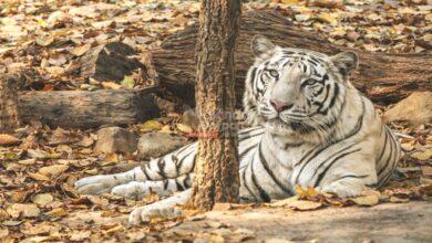 Rajgir Tiger Safari