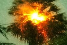 Burning palm tree at twilight