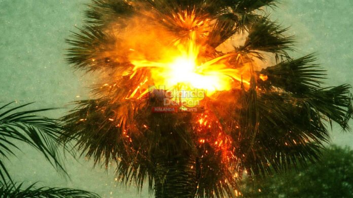 अचानक आसमान चमका और धू-धू कर जल उठा ताड़ का पेड़! Burning palm tree at twilight