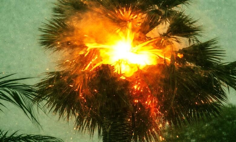 Burning palm tree at twilight