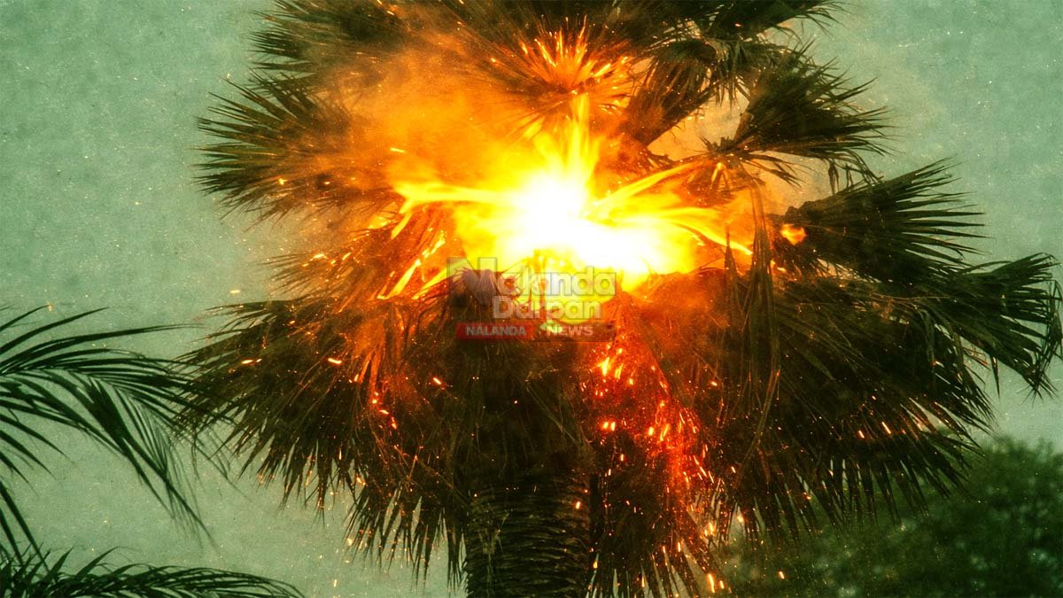 अचानक आसमान चमका और धू-धू कर जल उठा ताड़ का पेड़! Burning palm tree at twilight