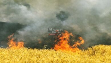 Nalanda wheat crop fire