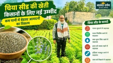 Chia Seed Farming in Bihar