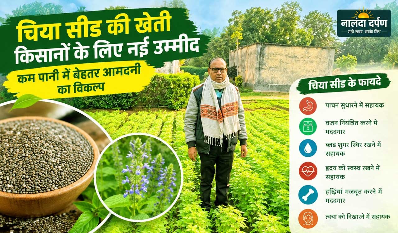 खेत में उग रही है सेहत की नई फसल, चना छोड़ चिया की ओर बढ़े किसान! 1 Chia Seed Farming in Bihar