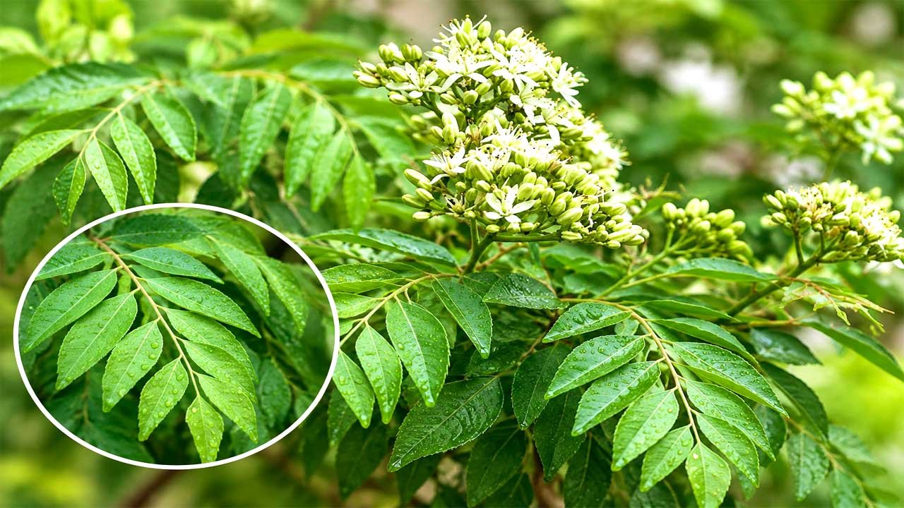 Curry leaves health benefits